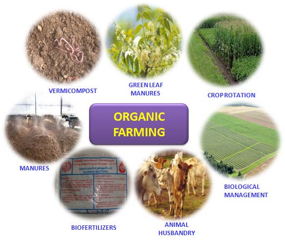 Organic Farming in India: Types, Techniques, and Advantages